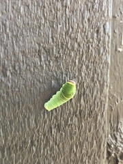 Papilionoidea