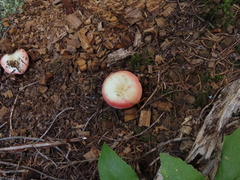 Russula bicolor