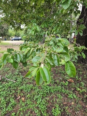 Diospyros