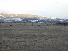 Centrocercus urophasianus