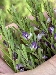Lespedeza cuneata