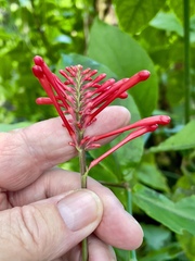 Odontonema cuspidatum