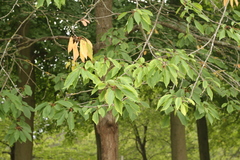Fagaceae