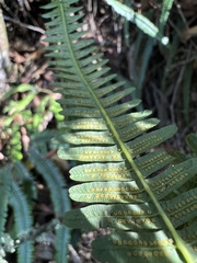 Polypodiopsida