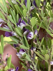 Lespedeza cuneata