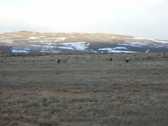 Centrocercus urophasianus