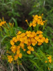 Tagetes lucida