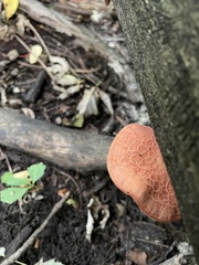 Rhodotus palmatus
