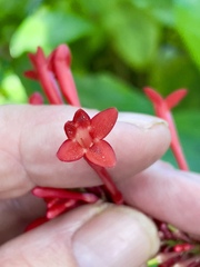 Odontonema cuspidatum