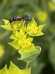 Tiphiinae