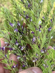 Lespedeza cuneata