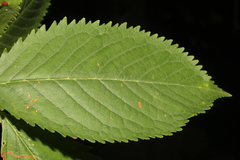 Fagaceae