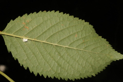 Fagaceae