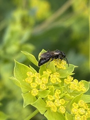 Tiphiinae