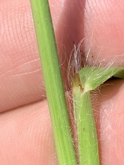 Paspalum laeve