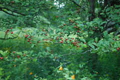 Crataegus punctata