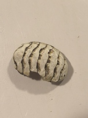Chitonoidea