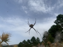 Argiope lobata