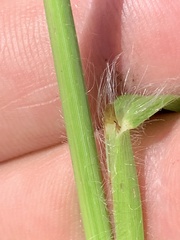 Paspalum laeve