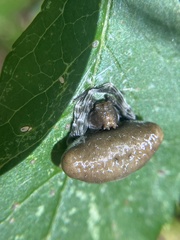 Mastophora phrynosoma