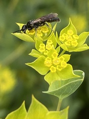 Tiphiinae