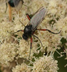 Bibio pomonae