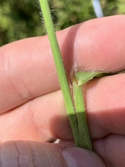 Paspalum laeve