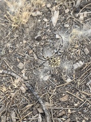 Argiope lobata