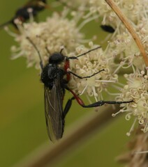 Bibio pomonae