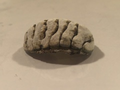 Chitonoidea