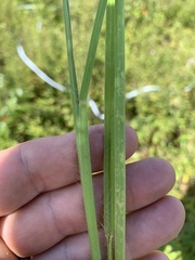 Paspalum laeve