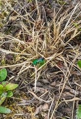 Aculeata
