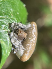 Mastophora phrynosoma