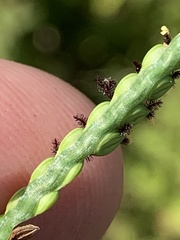 Paspalum laeve