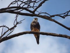 Falco femoralis