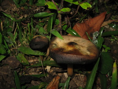 Psilocybe caerulescens