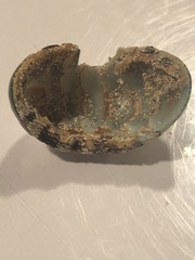 Chitonoidea
