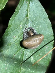 Mastophora phrynosoma