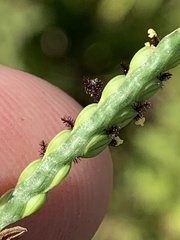 Paspalum laeve