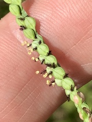 Paspalum laeve