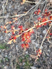 Hamamelis