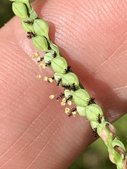 Paspalum laeve
