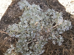 Lupinus albifrons
