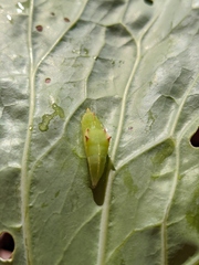 Pieris rapae
