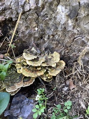 Trametes versicolor