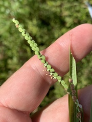 Paspalum laeve