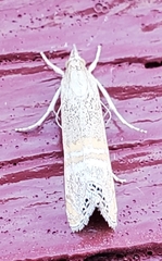 Euchromius ocellea