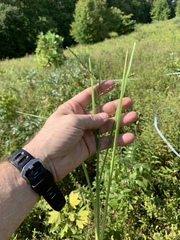 Paspalum laeve