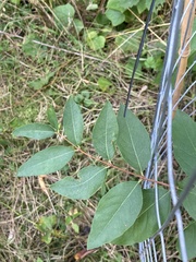 Apocynum androsaemifolium
