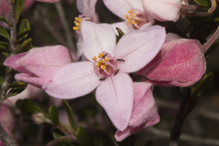 Thysanoptera
